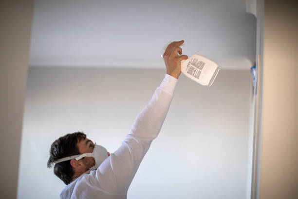 Best Black Mold Removal  in Shillington, PA