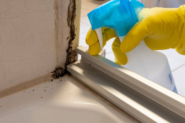 Best Attic Mold Removal  in Shillington, PA