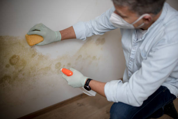 Best Mold Damage Repair  in Shillington, PA