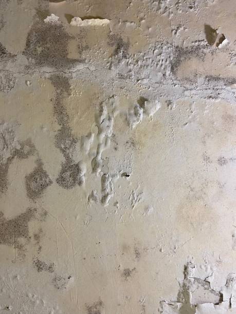 Crawl Space Mold Removal in Shillington, PA