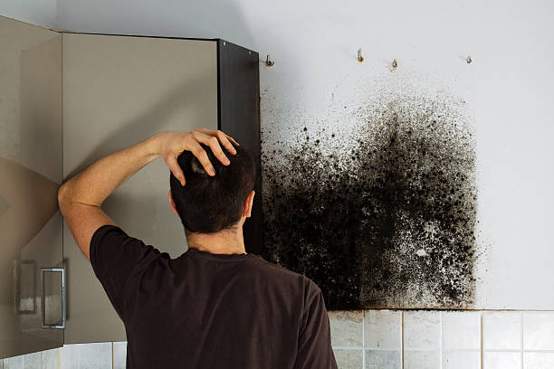 Best Certified Mold Removal  in Shillington, PA