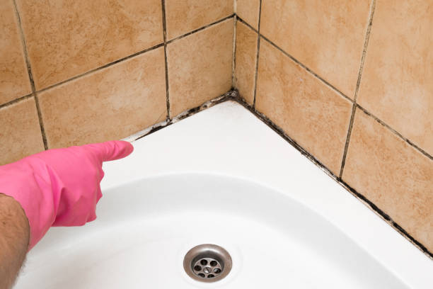Best Crawl Space Mold Removal  in Shillington, PA